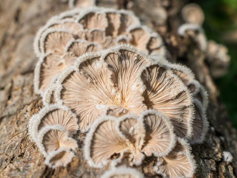 Schizophyllum commune | Split gill mushroom