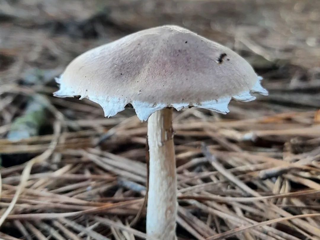 Stropharia sp. | Cogumelo na Serra Gaúcha