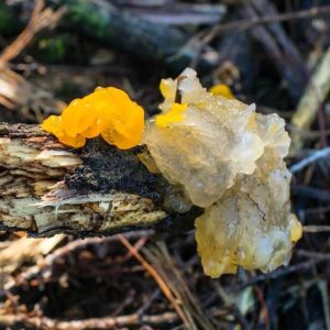 Tremella mesenterica (1)