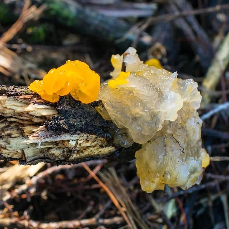 Tremella mesenterica (1)