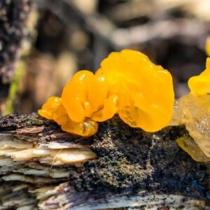 Tremella mesenterica (2)