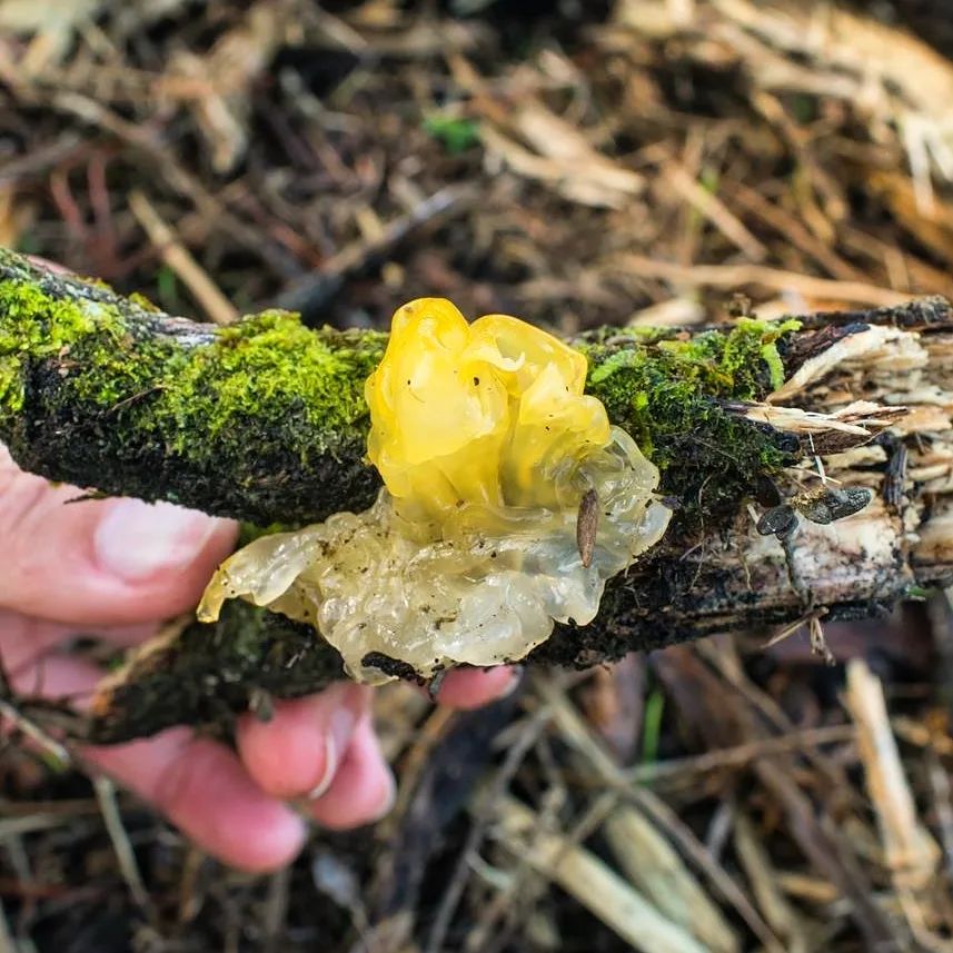 Tremella mesenterica (3)