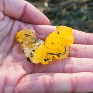 Tremella mesenterica (4)