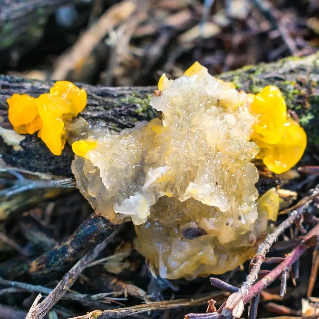 Tremella mesenterica (5)