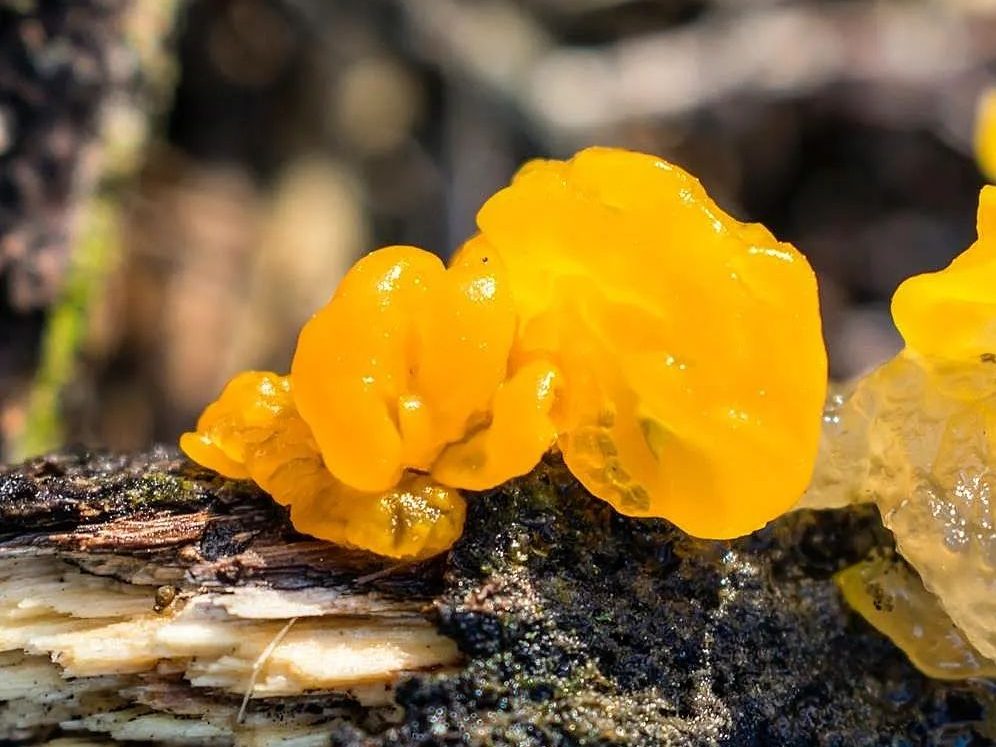 Tremella mesenterica | Fungo cérebro