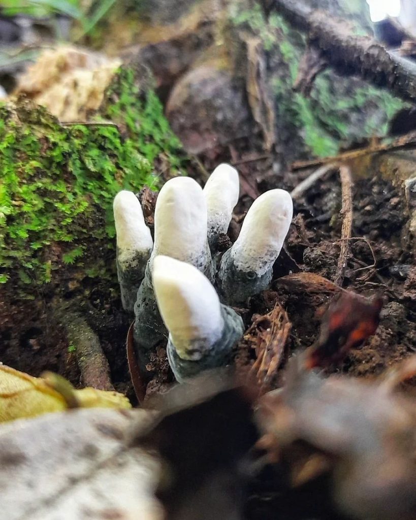 Xylaria polymorpha na Serra Gaúcha