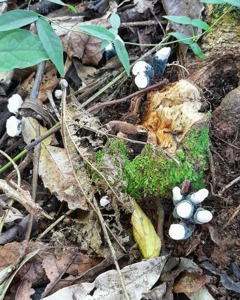 Xylaria polymorpha na Serra Gaúcha