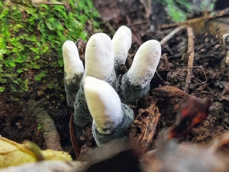 Xylaria polymorpha | Fungo dedo-de-defunto