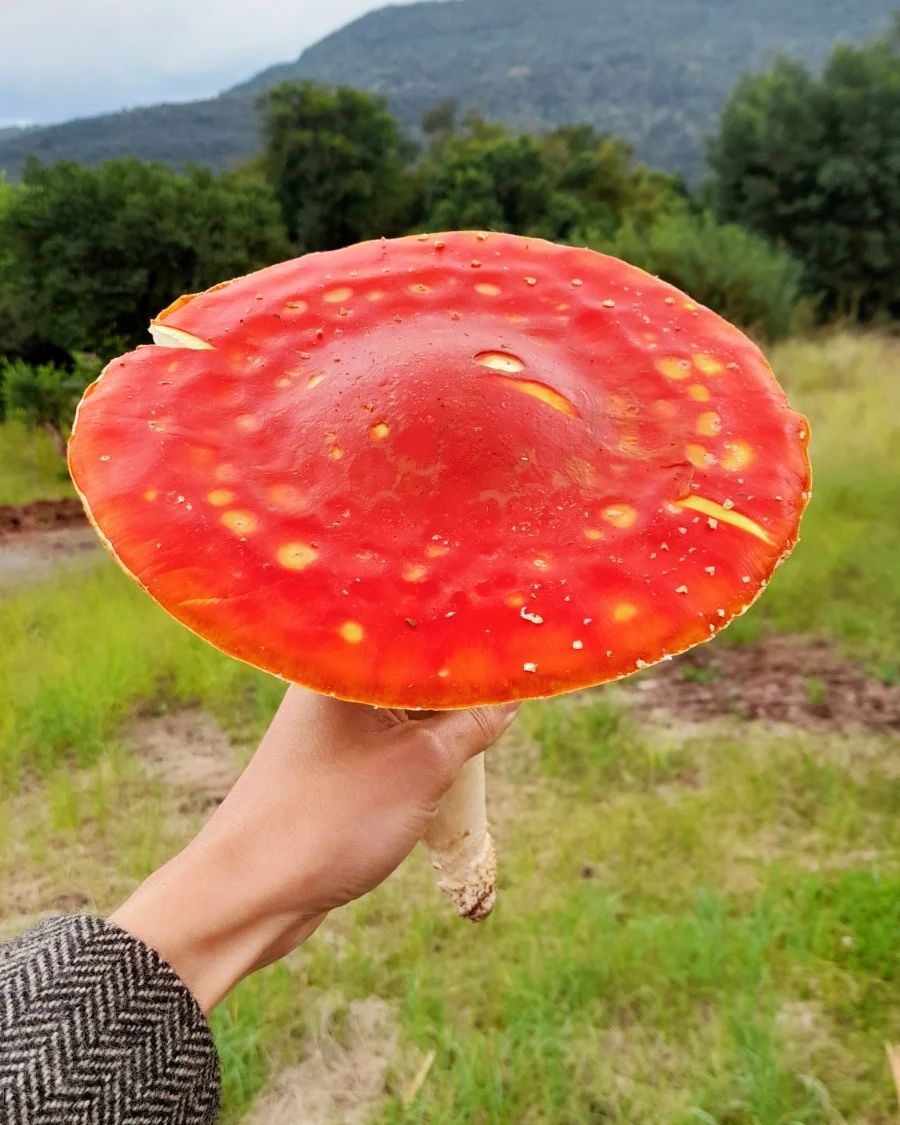 Cogumelo Russula sardonia no Brasil Amanita muscaria gigante na Serra Gaúcha