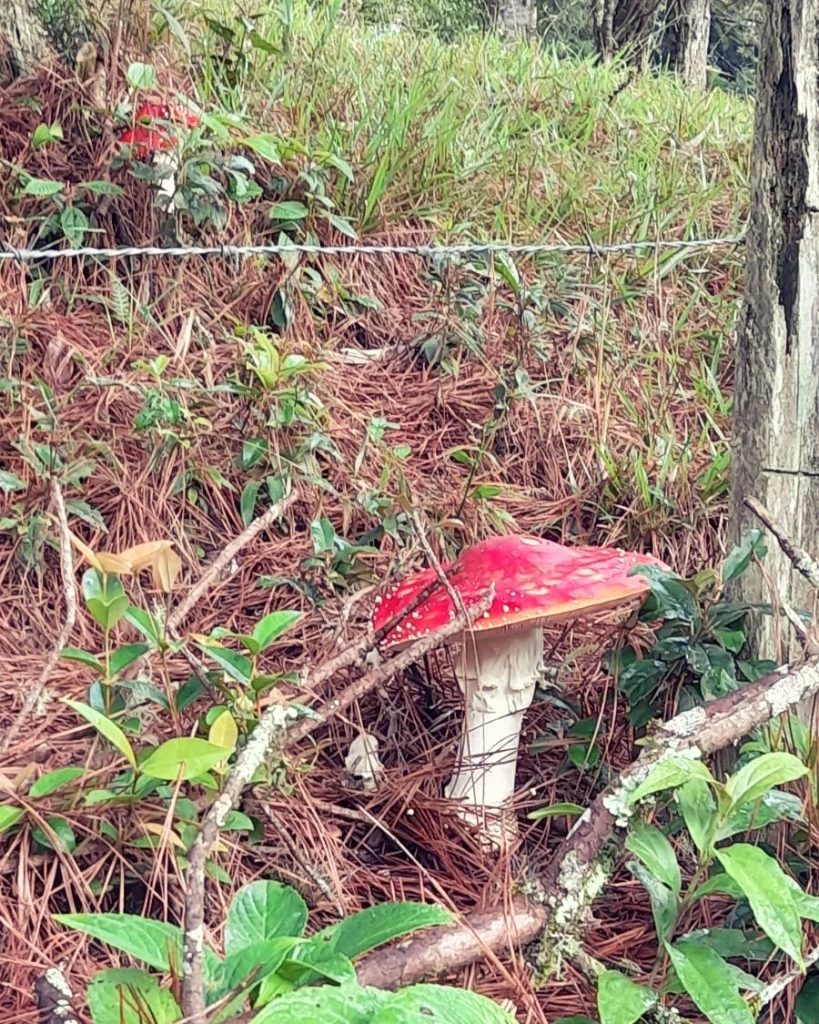 Amanita muscaria gigante na Serra Gaúcha