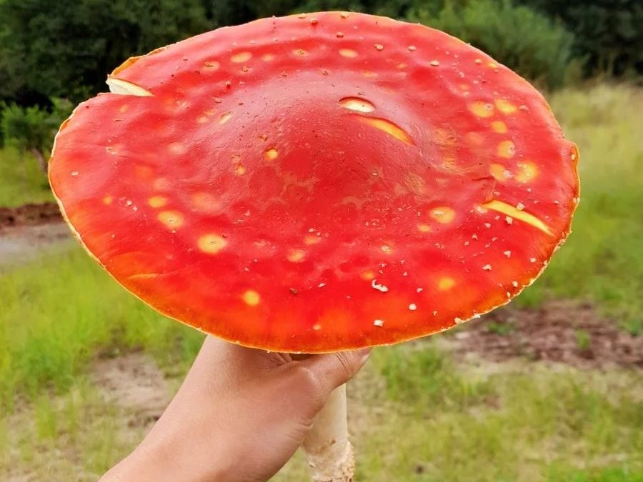 Amanita muscaria gigante | Um lindo achado