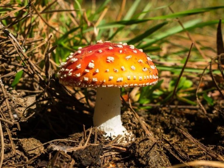 Amanita muscaria | Fly agaric mushroom in Brazil