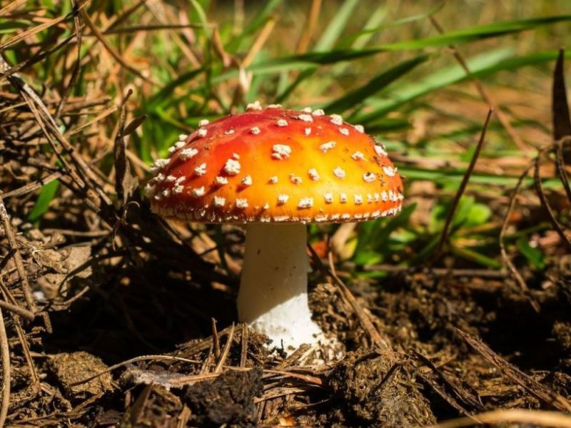 Amanita muscaria | Agário-das-moscas