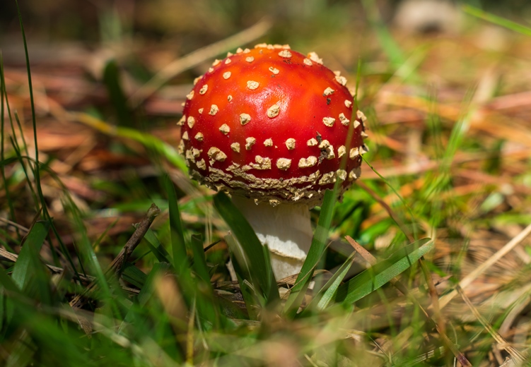 Amanita muscaria mushroom in Brazil