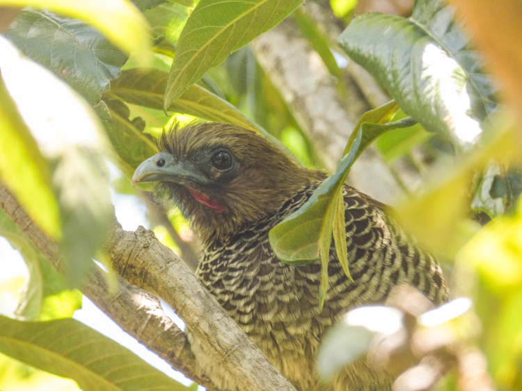 Aracuã-escamoso | Ortalis squamata