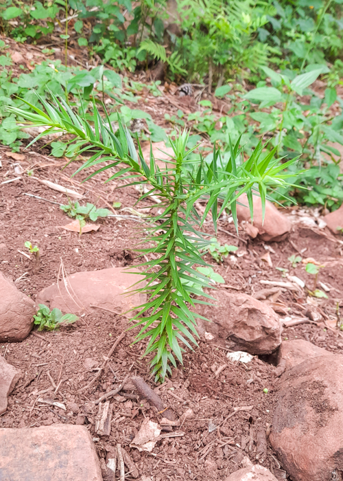 Mudinha de Araucária