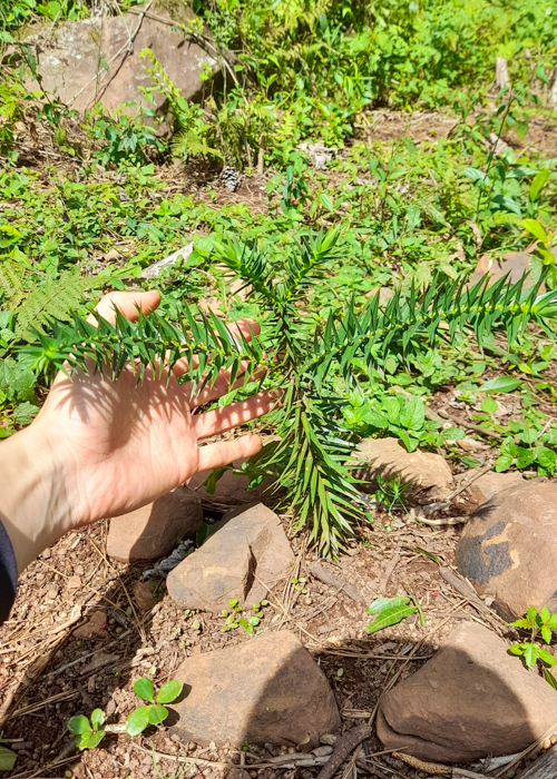 Mudinha de Araucária