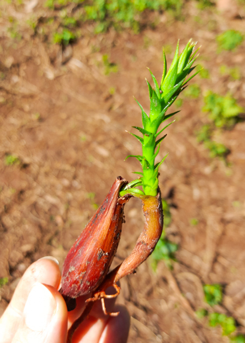 Pinhão brotando - muda de araucária