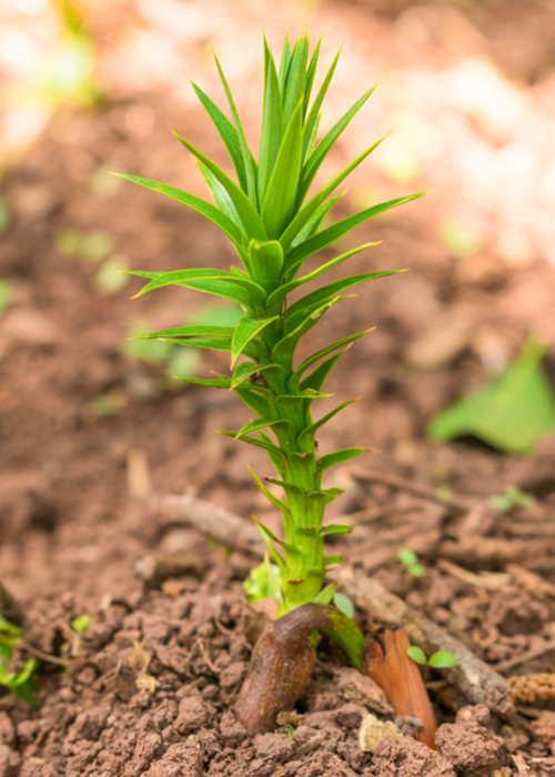 Broto de araucária plantado