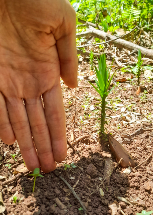 Muda de araucária