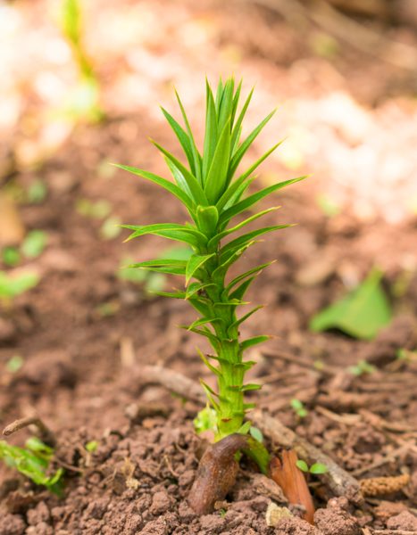 Araucaria angustifolia | Plantando brotinhos