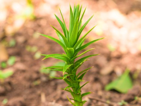 Araucaria angustifolia | Plantando brotinhos