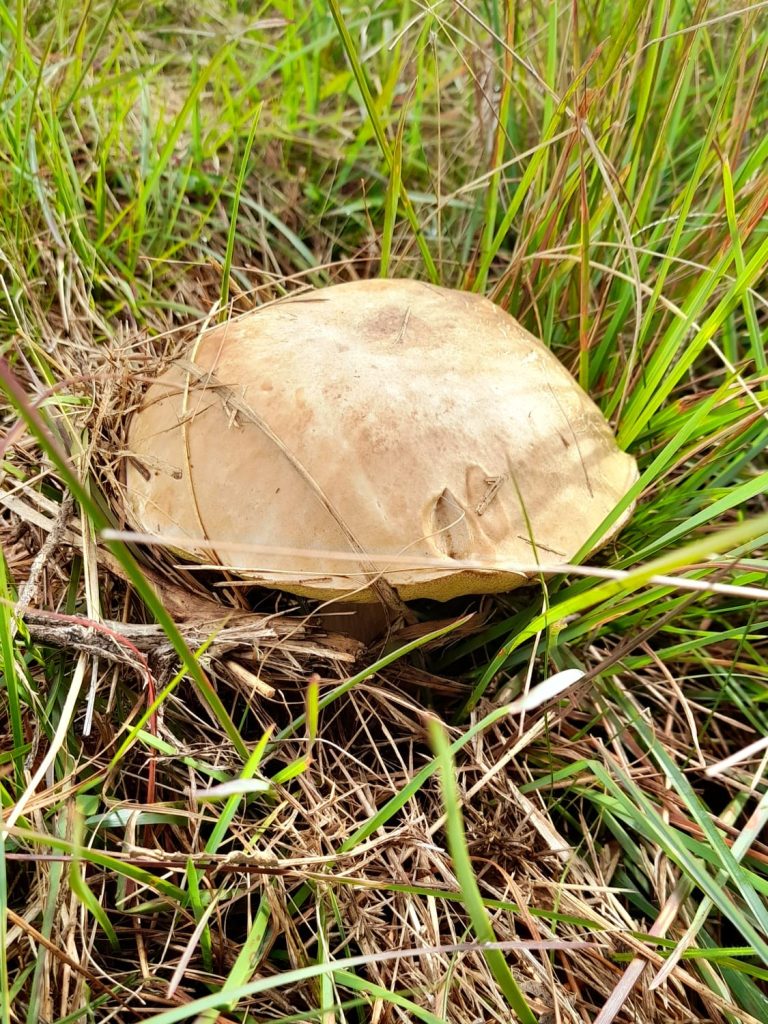 Cogumelo Porcini (Boletus edulis) na Serra Gaúcha