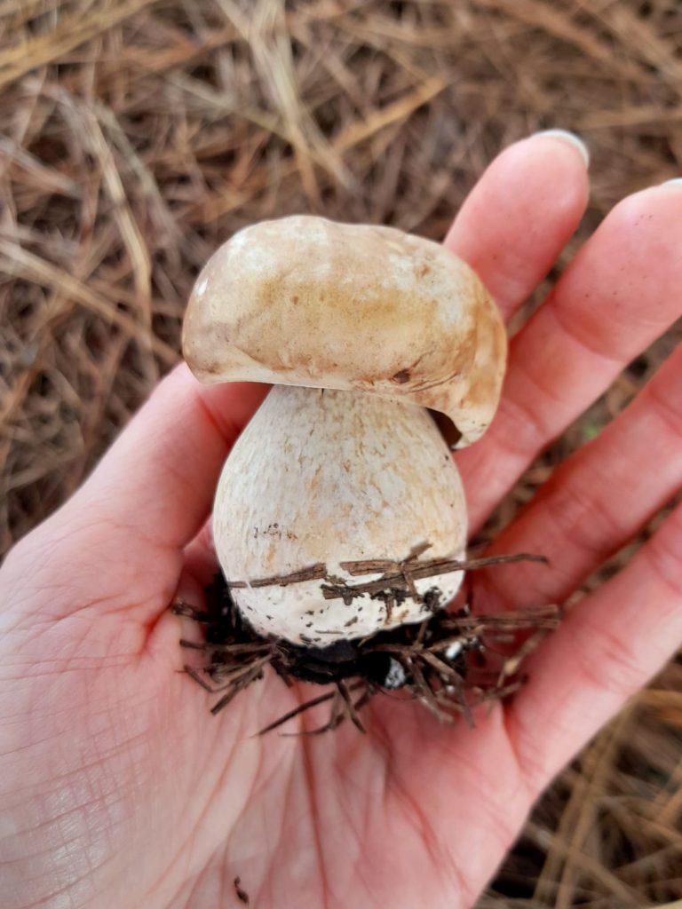 Cogumelo Porcini (Boletus edulis) na Serra Gaúcha