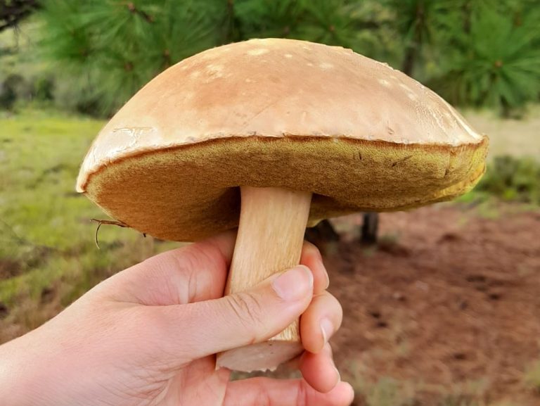 Boletus edulis | Primeiro encontro com Porcini na Serra Gaúcha