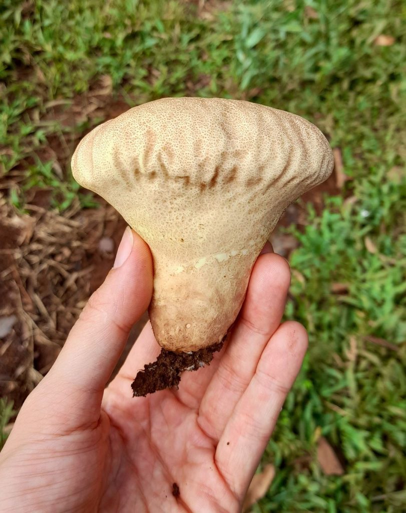 Fungo do gênero Calvatia na Serra Gaúcha