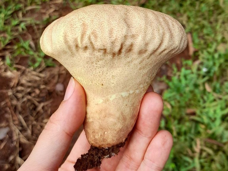 Calvatia sp. | Wild edible mushroom in Brazil