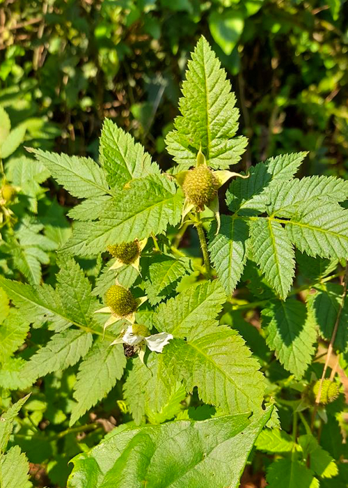 Rubus rosifolius, framboesa silvestre