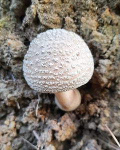 Amanita Rubescens na Serra Gaúcha