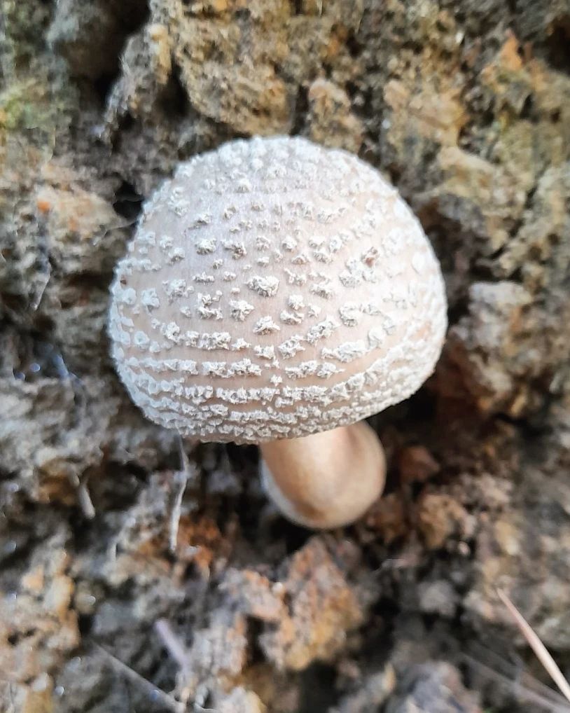 Amanita Rubescens na Serra Gaúcha