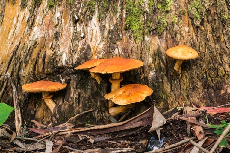 Gymnopilus junonius | Laughing gym mushroom in Brazil