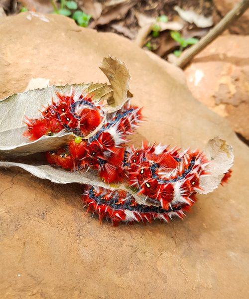 Lagartas da Borboleta-da-Coronilha | Morpho epistrophus