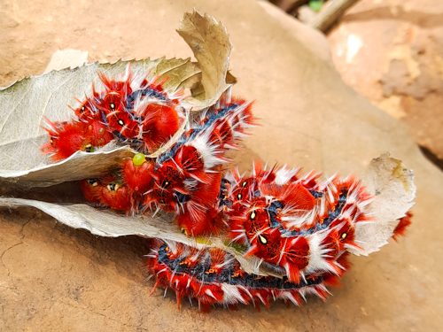 Lagartas da Borboleta-da-Coronilha | Morpho epistrophus