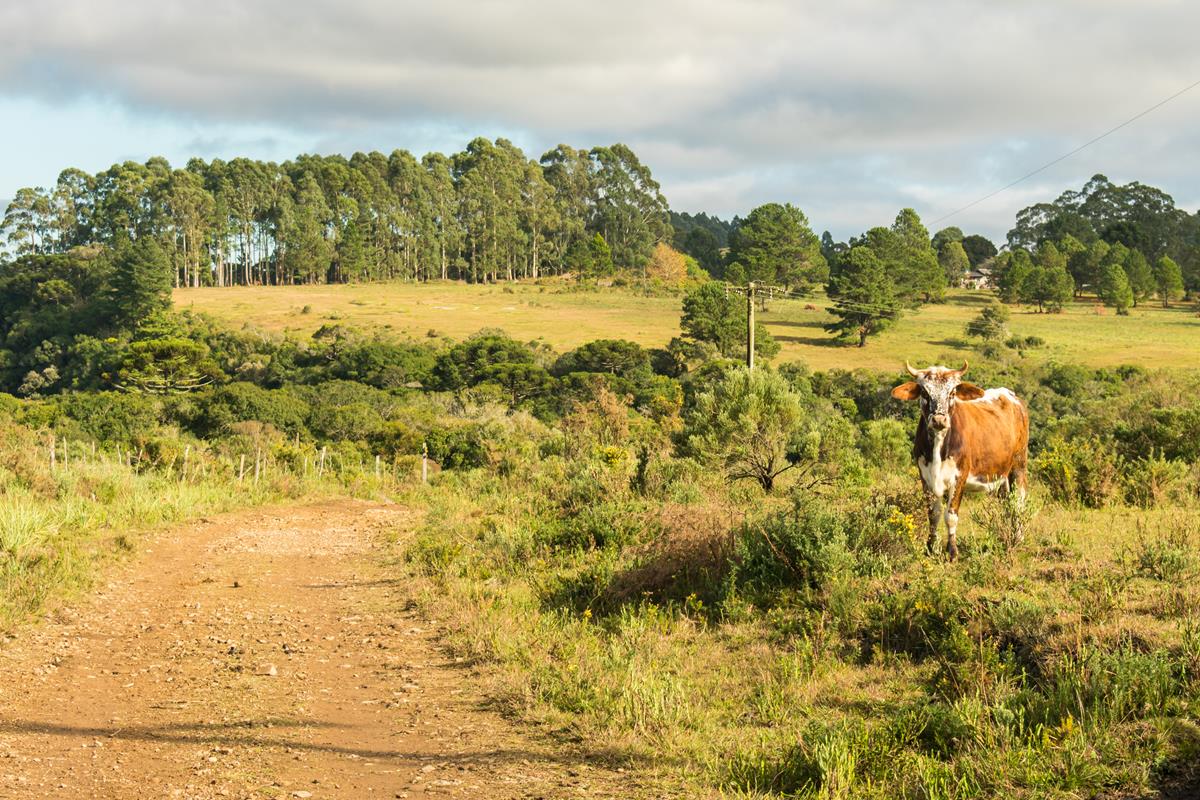 Parque da Ronda em São Francisco de Paula