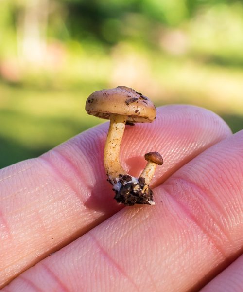 Pequeninos Cogumelos na Serra Gaúcha