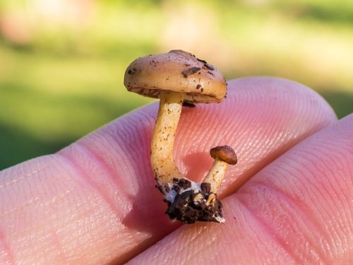 Pequeninos Cogumelos na Serra Gaúcha