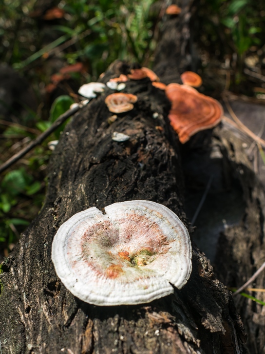 Pycnoporus sanguineus velho e branco