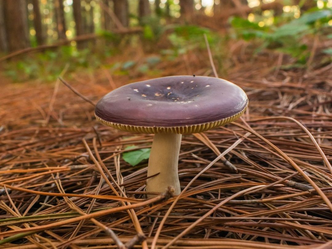 Russula sp. | Uma coleção de espécimes