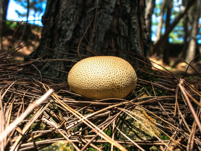 Scleroderma citrinum | Common earthball