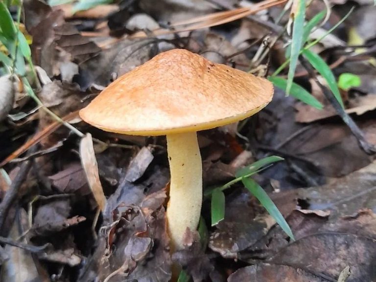 Suillus granulatus | Wild Edible Mushroom in Brazil