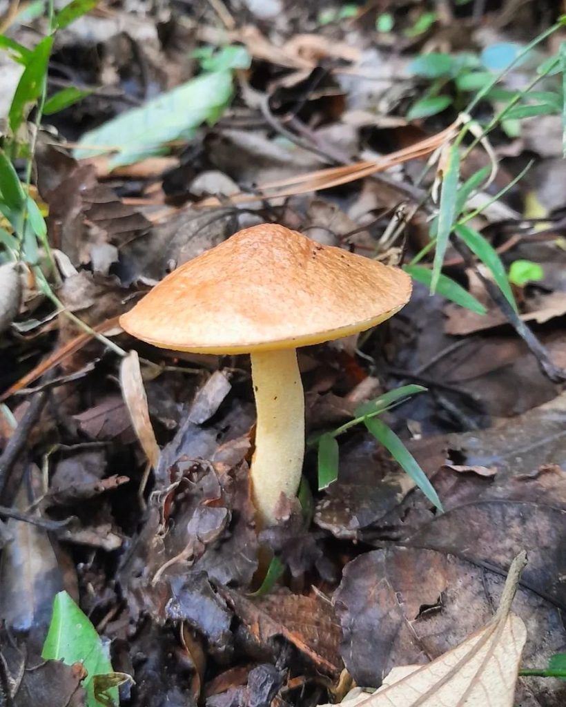 Suillus granulatus mushroom in Brazil