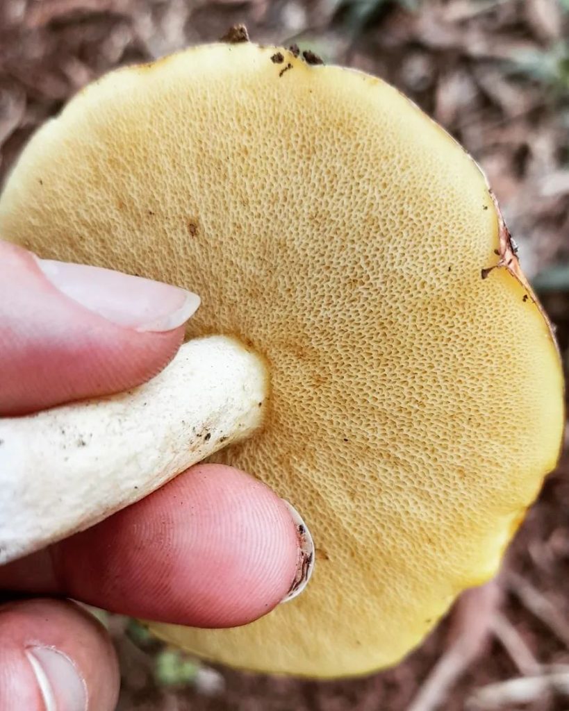 Suillus granulatus mushroom in Brazil