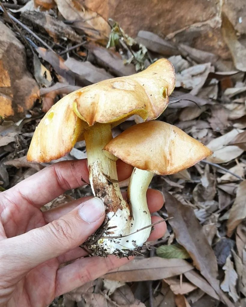 Suillus granulatus mushroom in Brazil