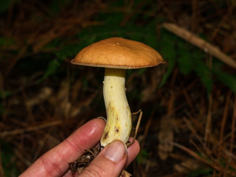 Suillus granulatus