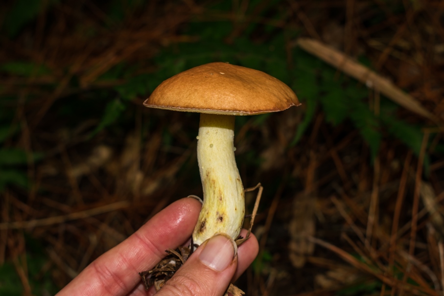 Suillus granulatus | Cogumelo Comestível na Serra Gaúcha
