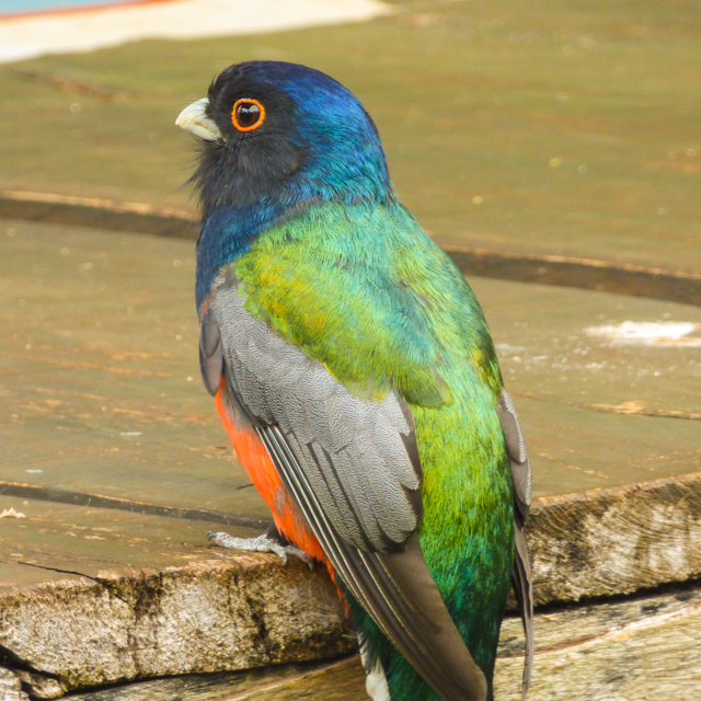 Surucuá-variado (Trogon surrucura)